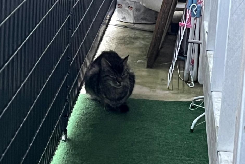 Fundmeldung Katze Unbekannt Authoison Frankreich Fundmeldung Katze Unbekannt Authoison Frankreich