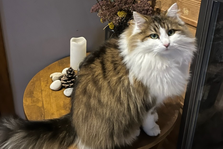 Alerte Disparition Chat croisement  Mâle , 2 ans Beaujeu-Saint-Vallier-Pierrejux-et-Quitteur France