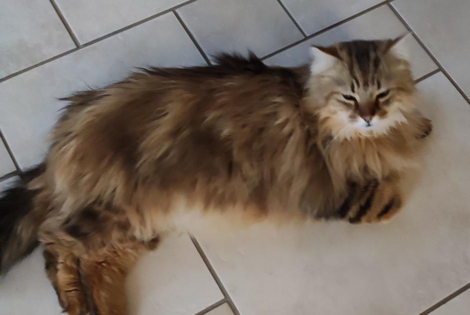 Alerte Disparition Chat croisement  Mâle , 7 ans Fleurey-lès-Faverney France