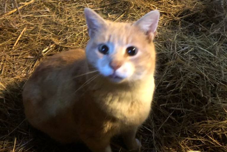 Alerte Disparition Chat Mâle , 4 ans Colombe-lès-Vesoul France Alerte Disparition Chat Mâle , 4 ans Colombe-lès-Vesoul France